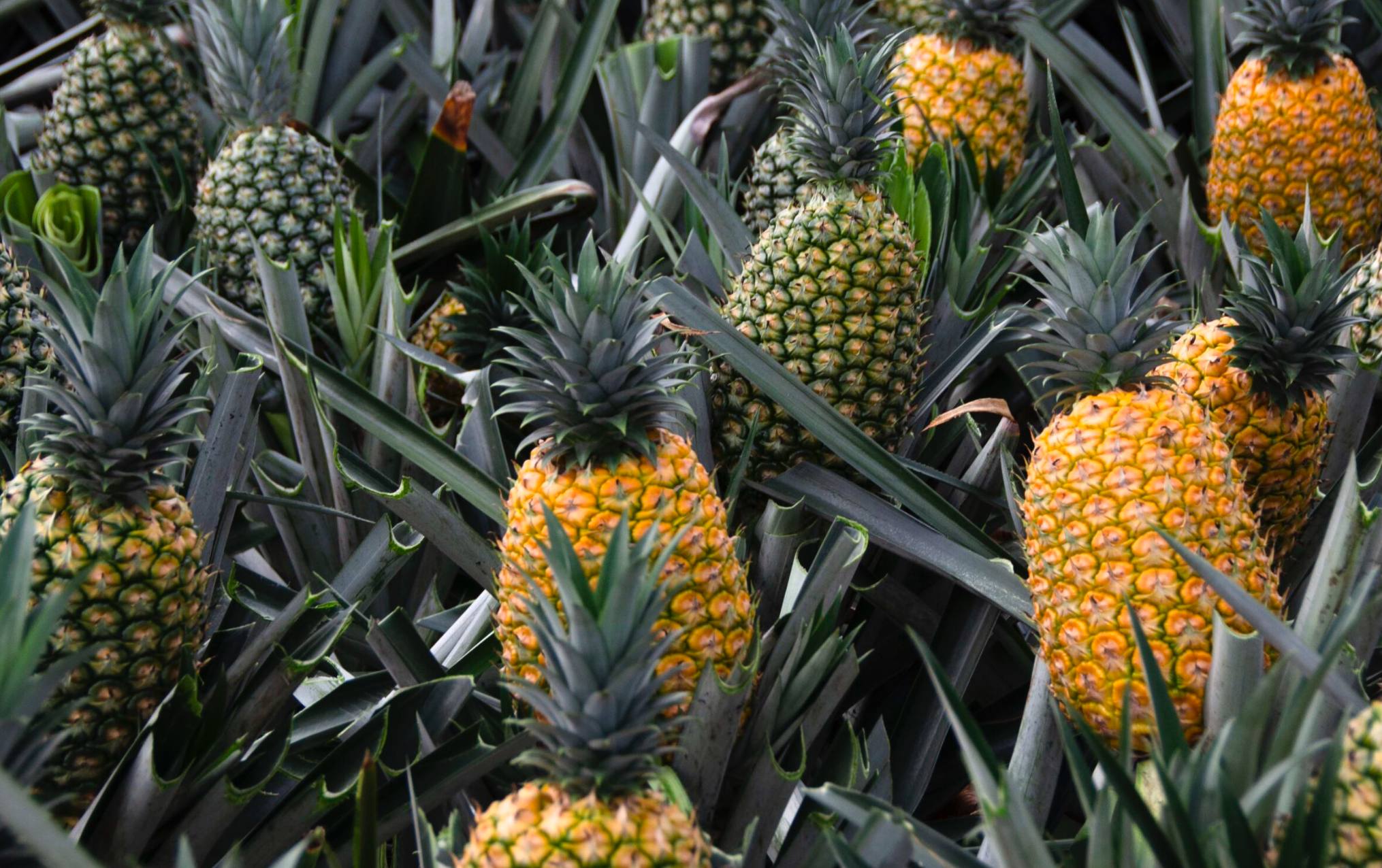 Dieta de piña que es efectiva como una liposucción